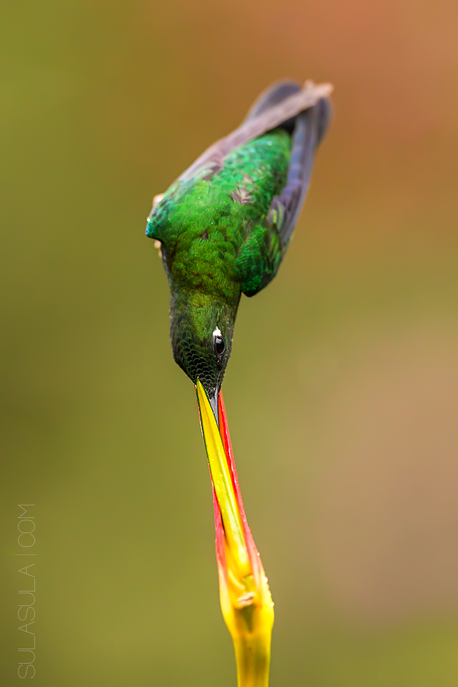 Green Crowned Briliant | Ecuador...