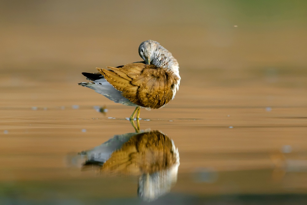 green sandpiper...