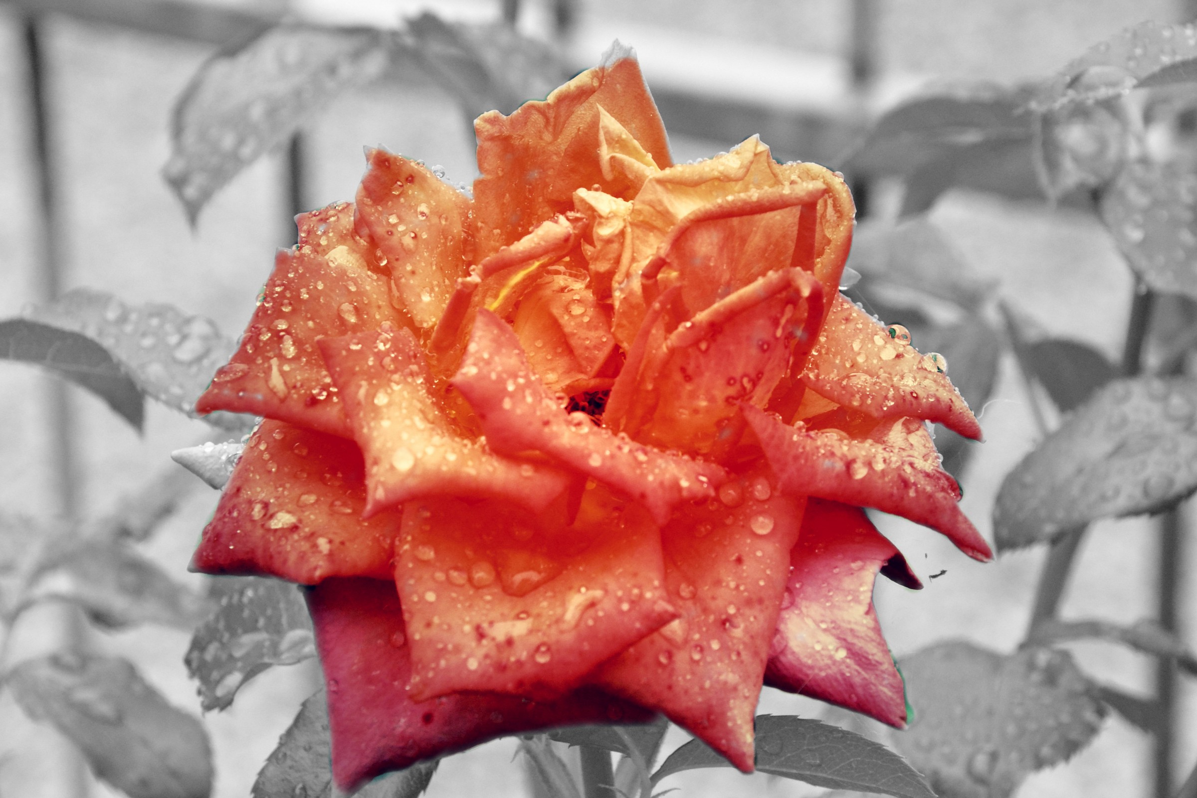 wet rose...
