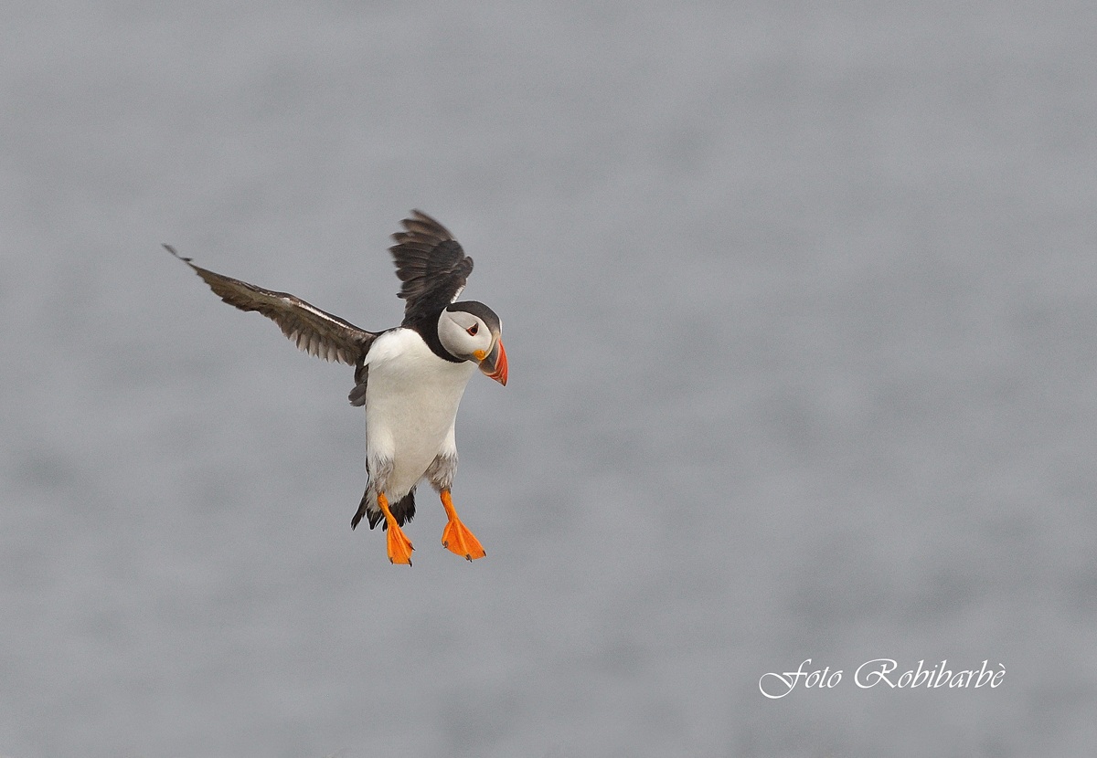 The spirit of the Puffin ......