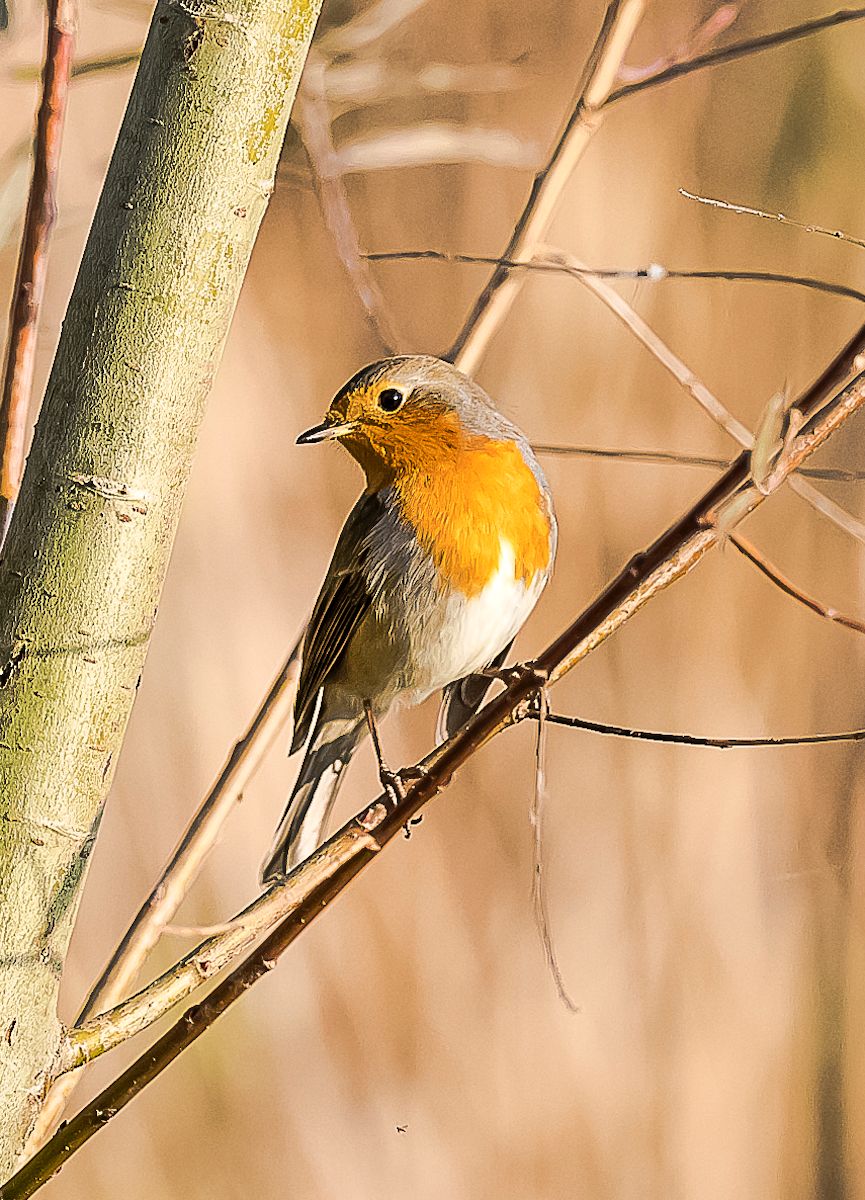 Robin 2...