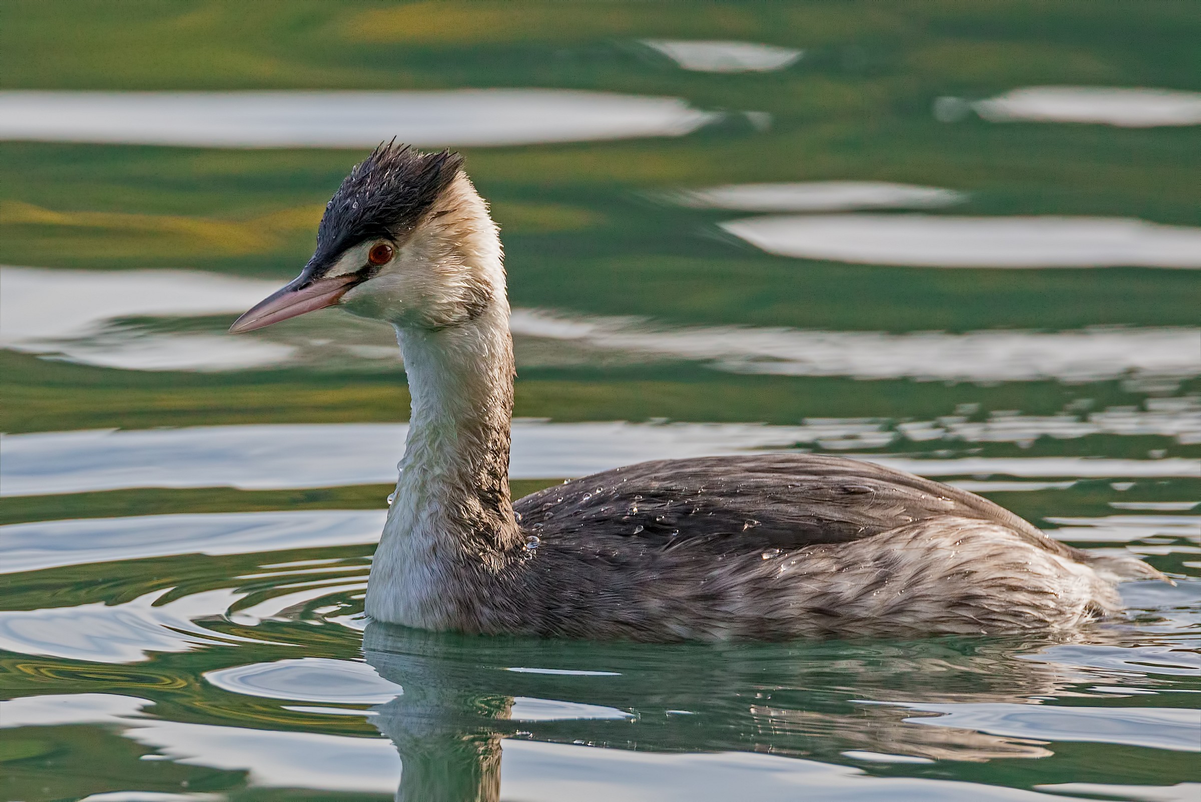 Young Grebe...