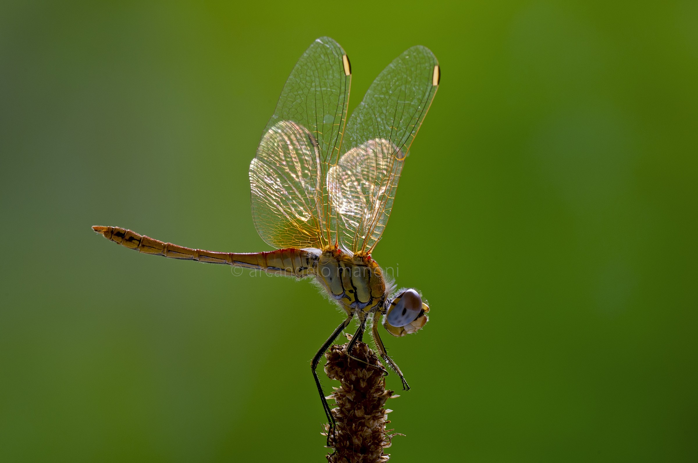 The last dragonfly...