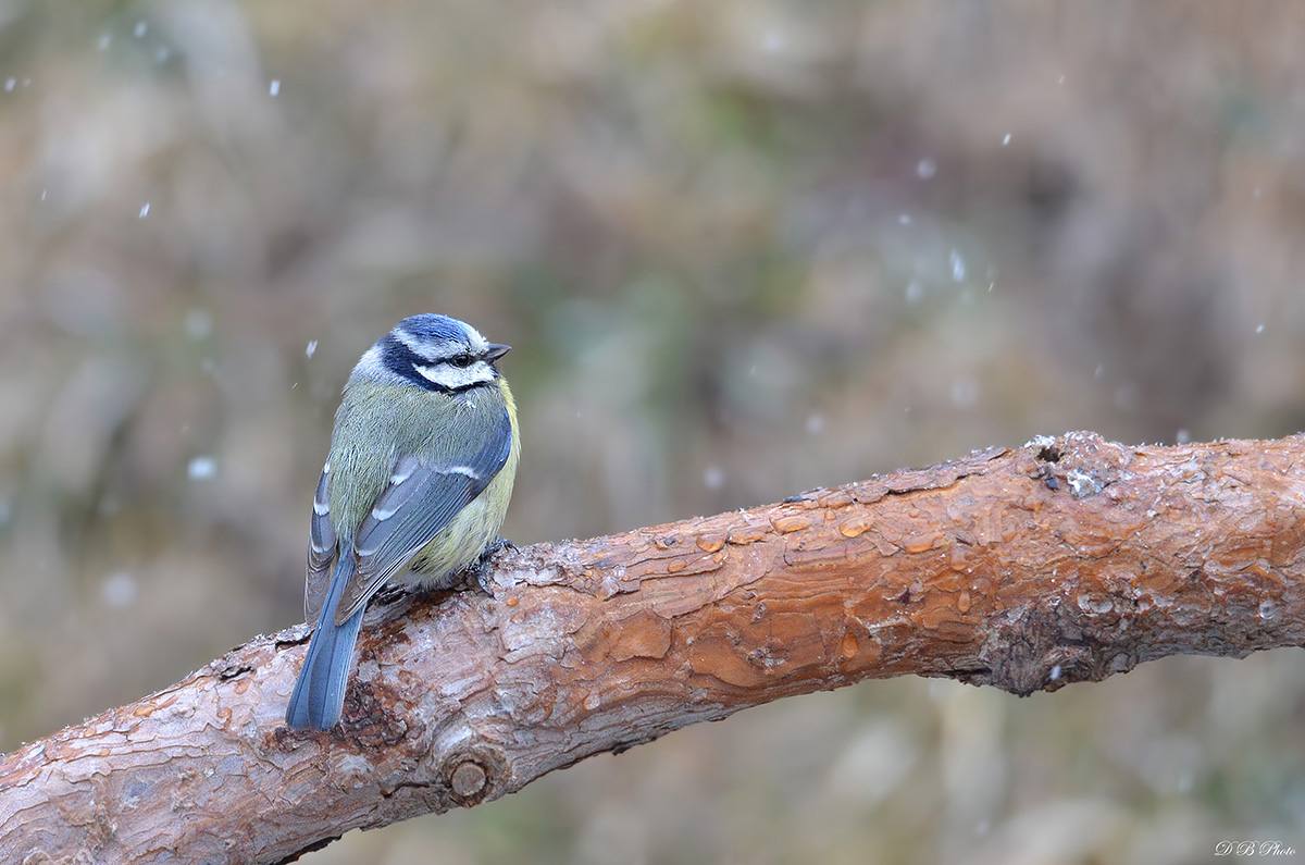 The blue tit and the snow....
