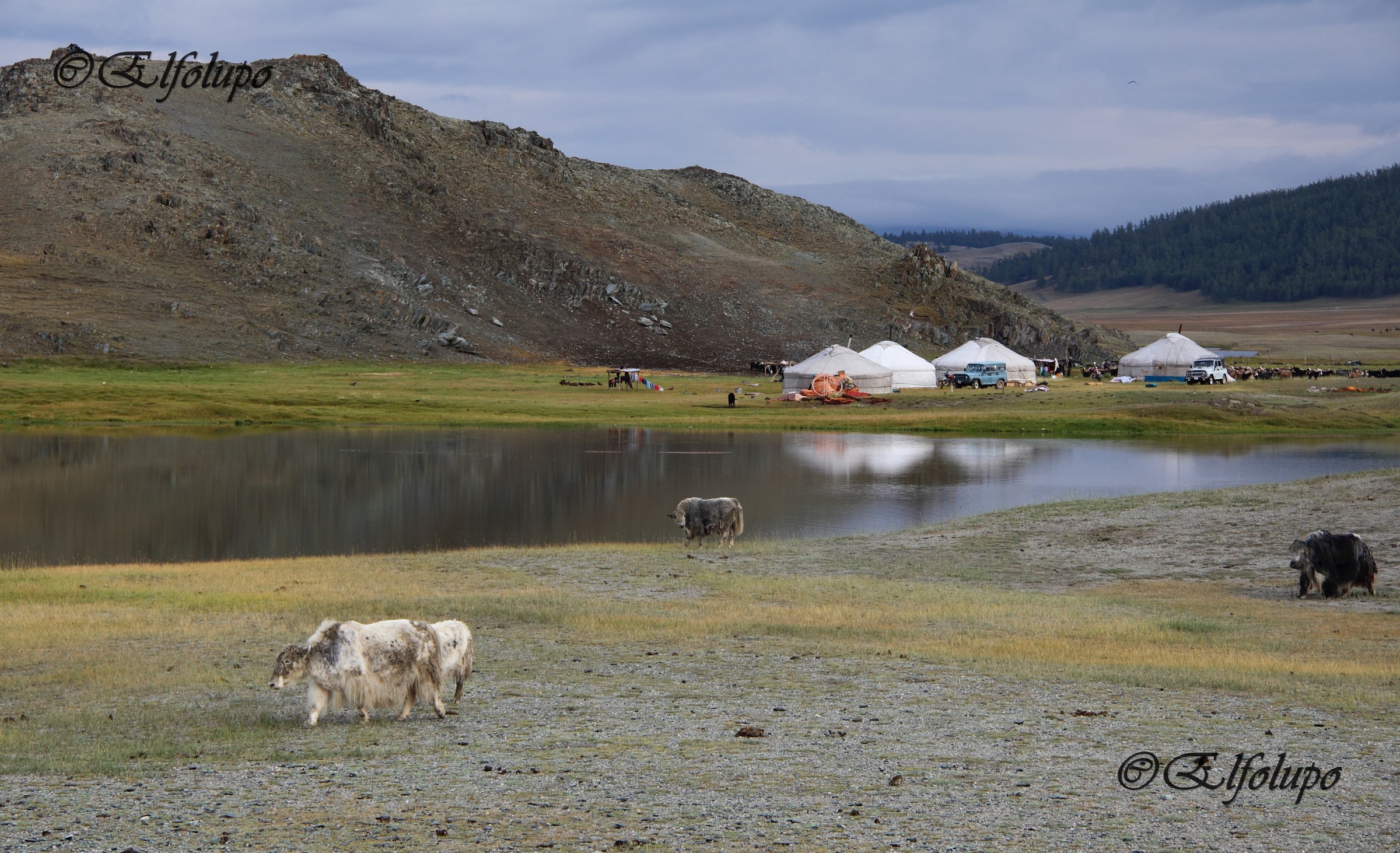 yaks and tents on the lake...