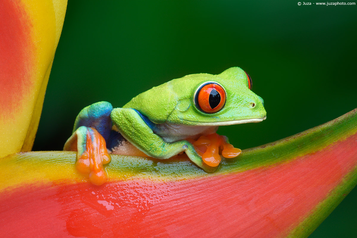 Agalychnis callidryas (Red Eye Frog dagi), 008810...