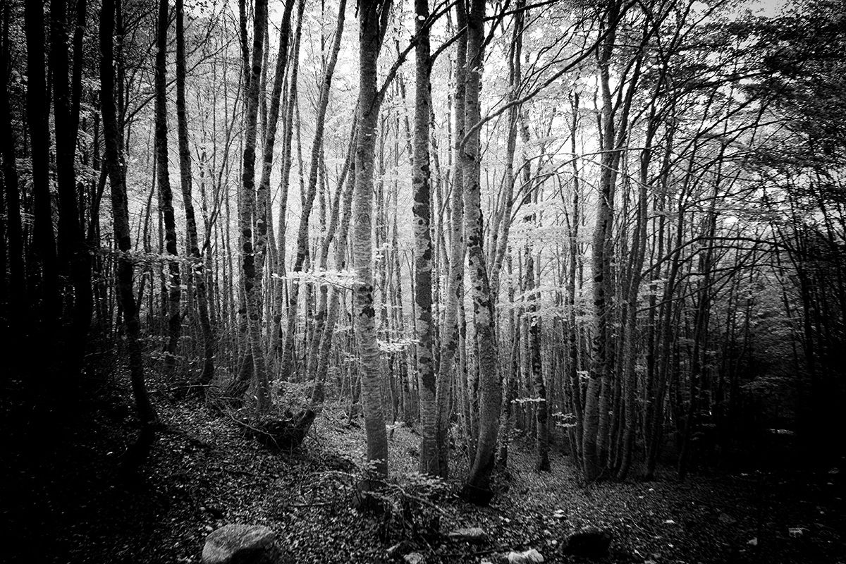 forest refuge Panepucci...