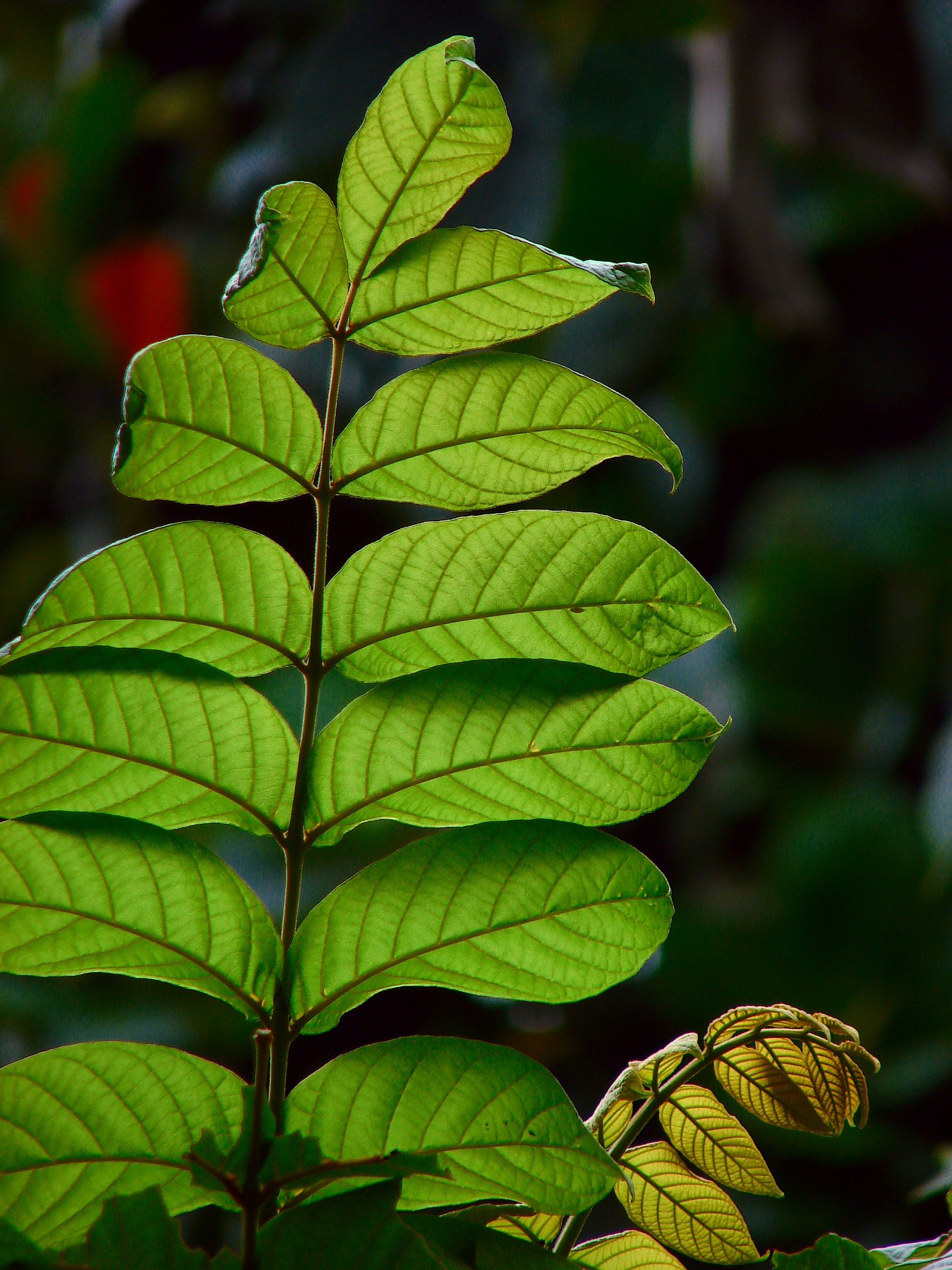 Undergrowth...