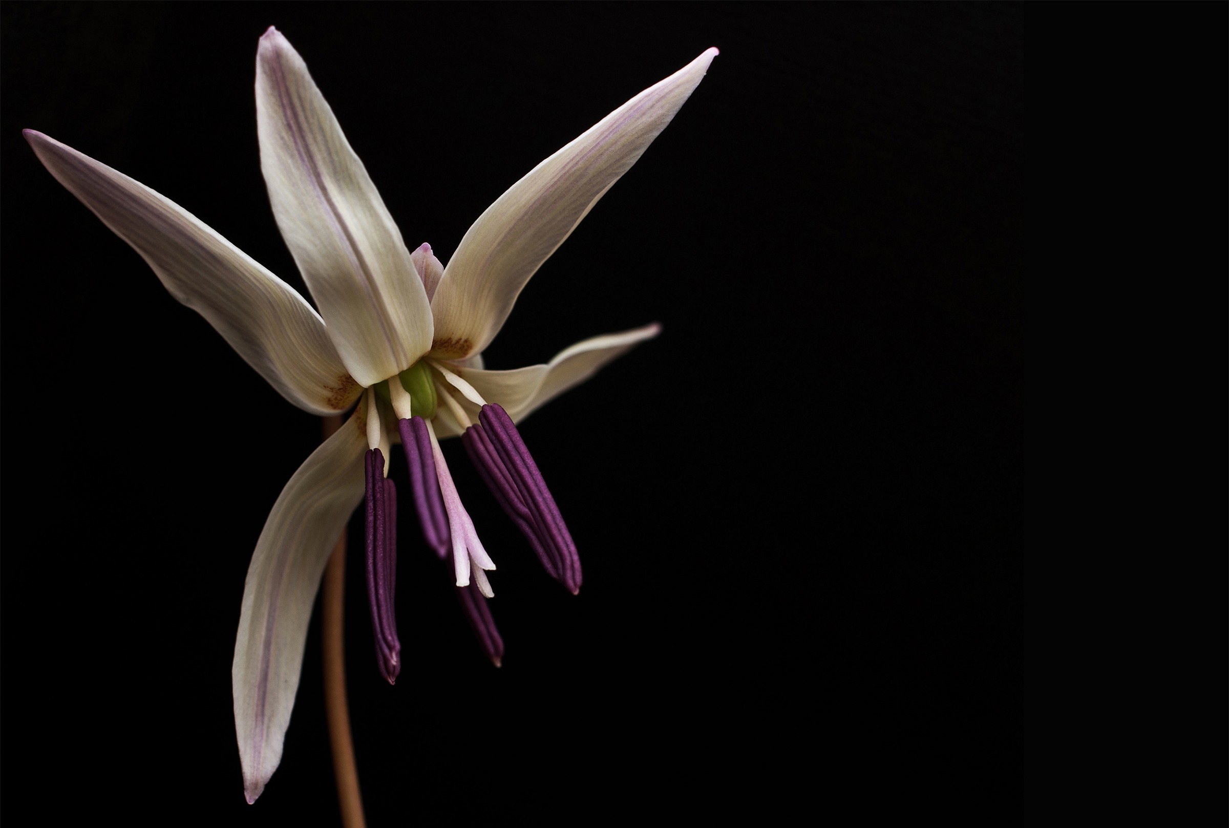 Erythronium dens-canis...