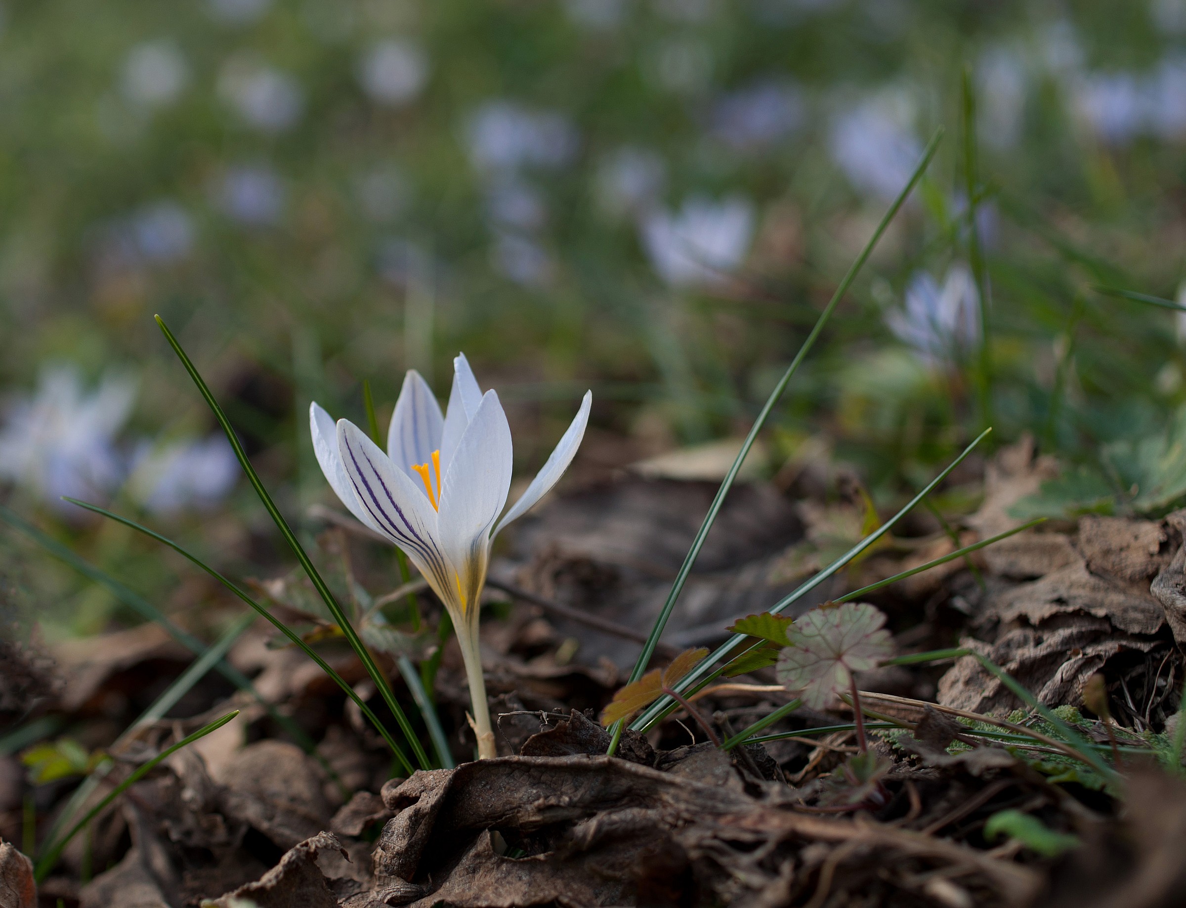 Crocus biflorus...