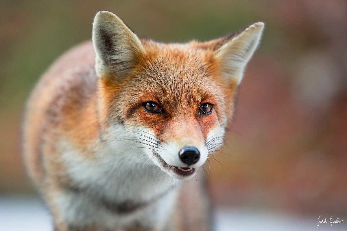 volpe (Vulpes vulpes)...