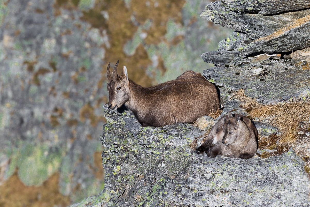 Stay close to the mother is always safer ......