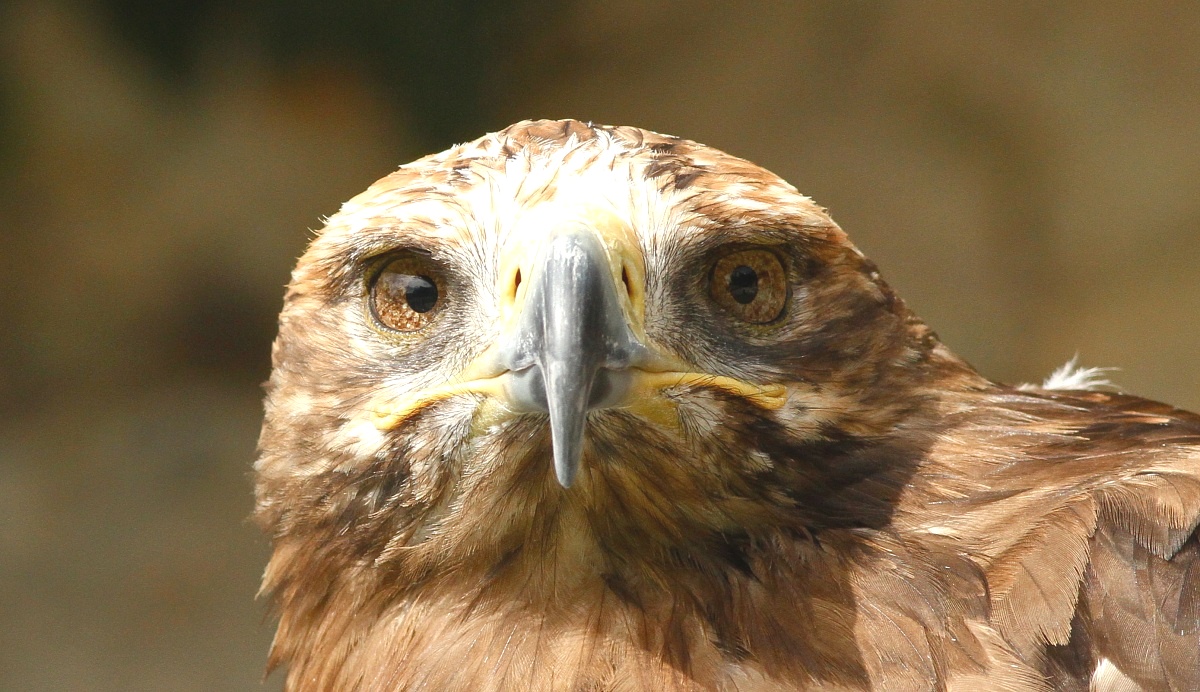 eagle...