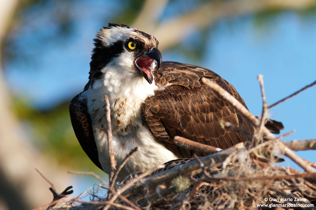 Pandion haliaetus / Falco pescatore...