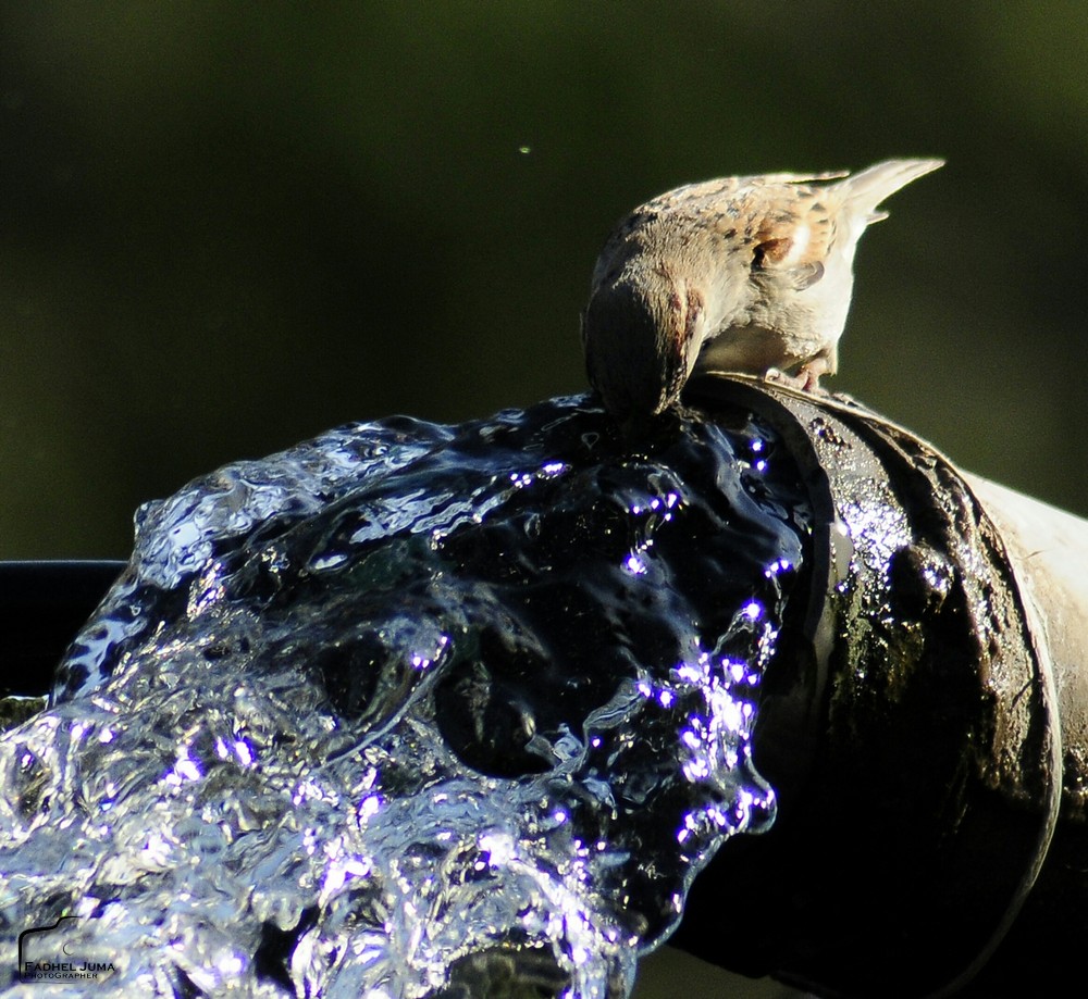 We made from water every living thing...