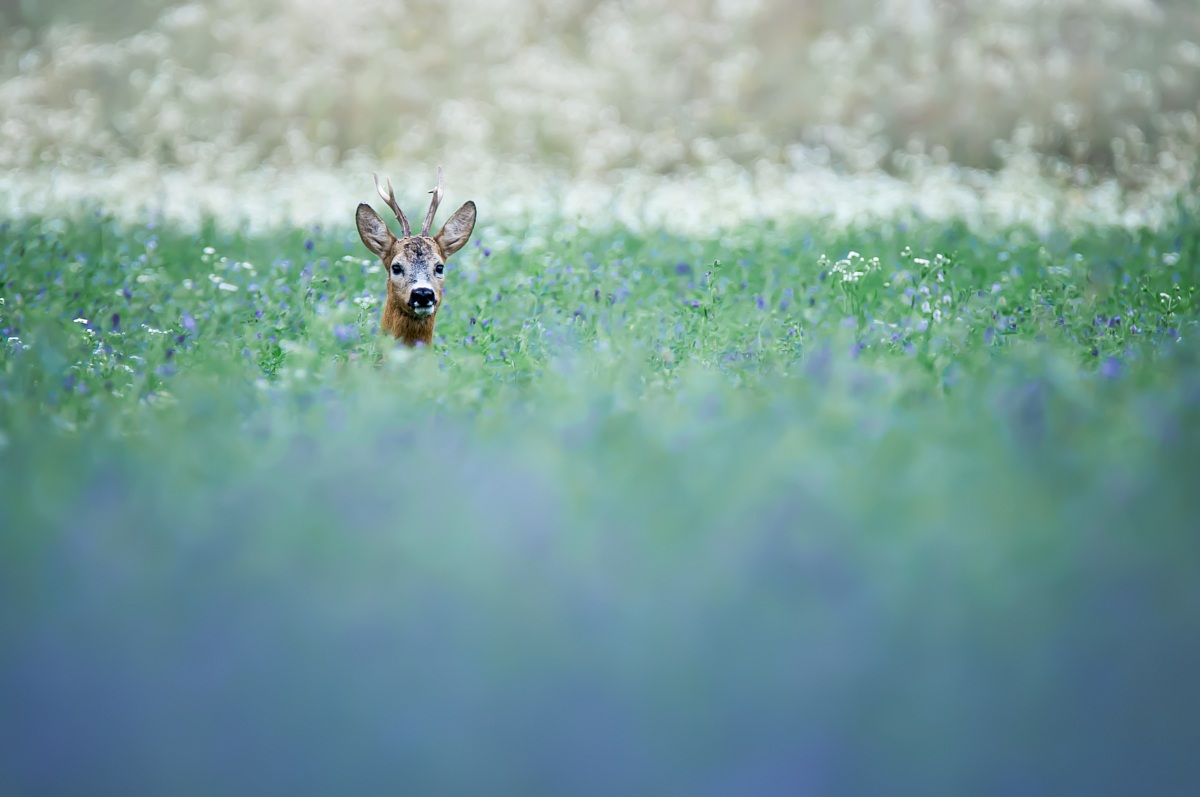 Roe Deer (Capreolus capreolus)...