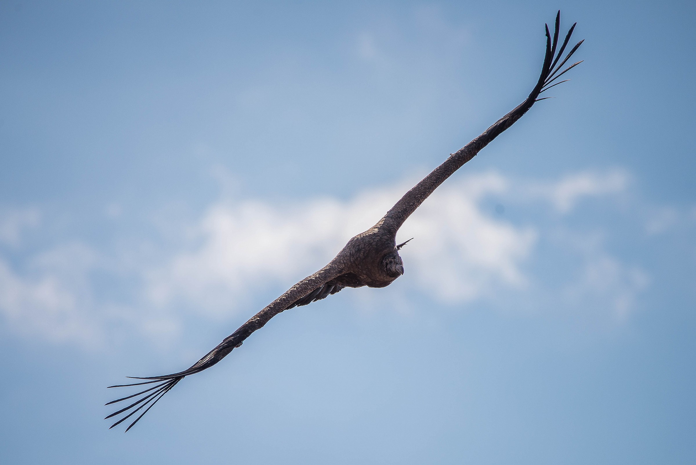 Andean Condor...