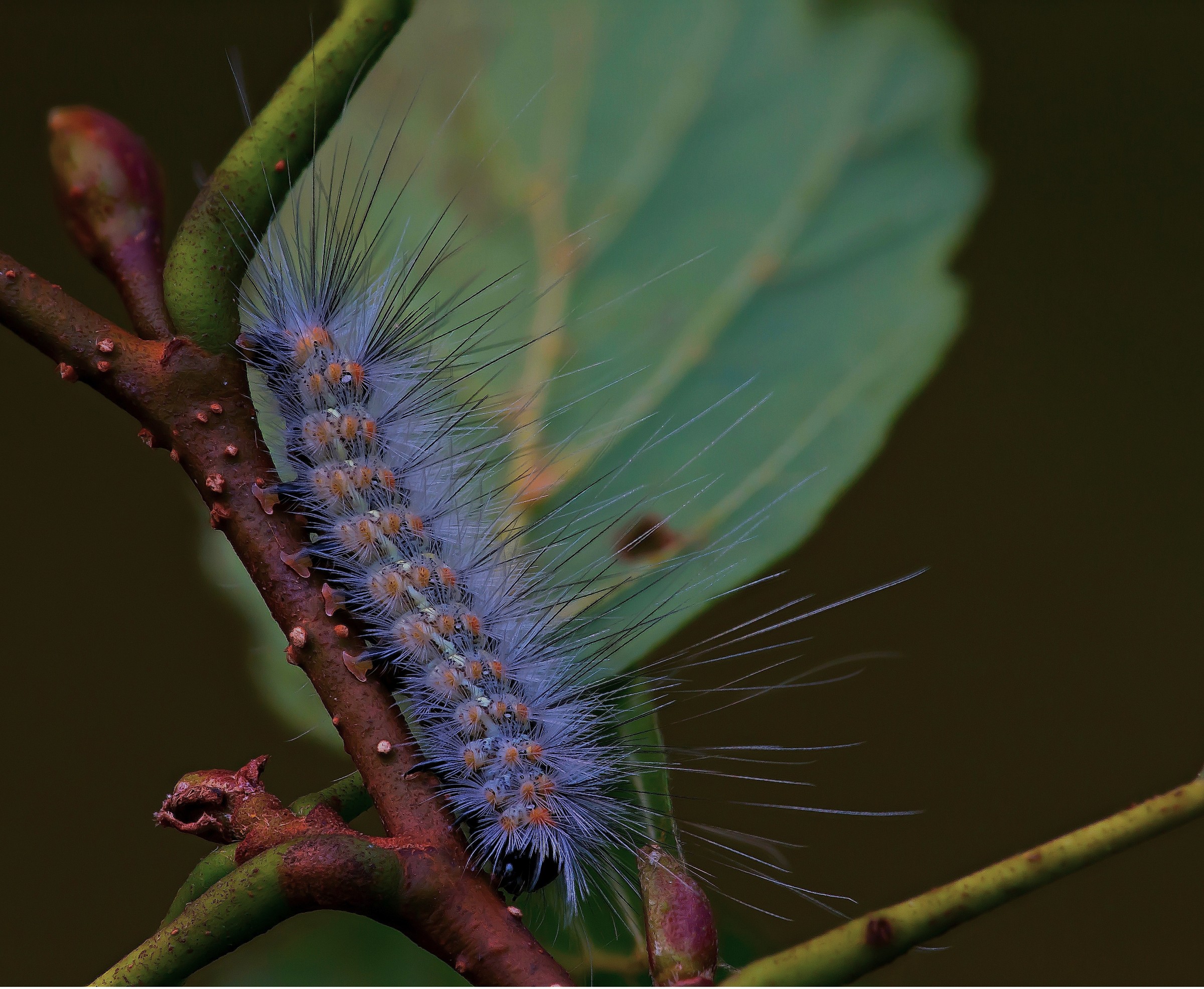 Caterpillar...
