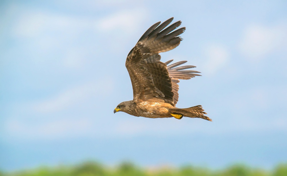 yellow billed kite...