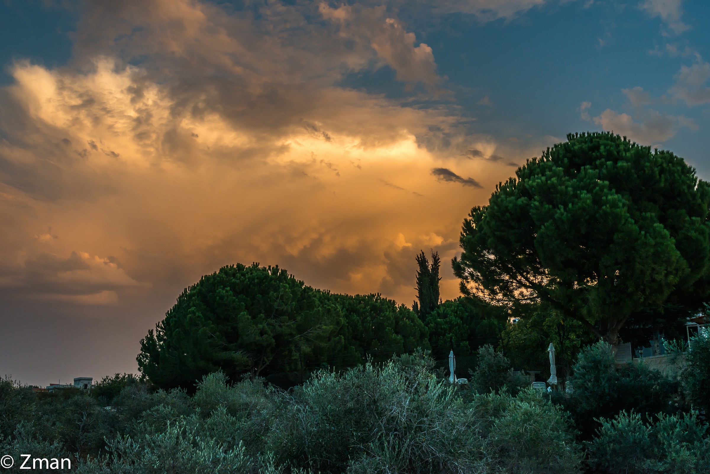 Tramonto sopra gli alberi di ulivo...