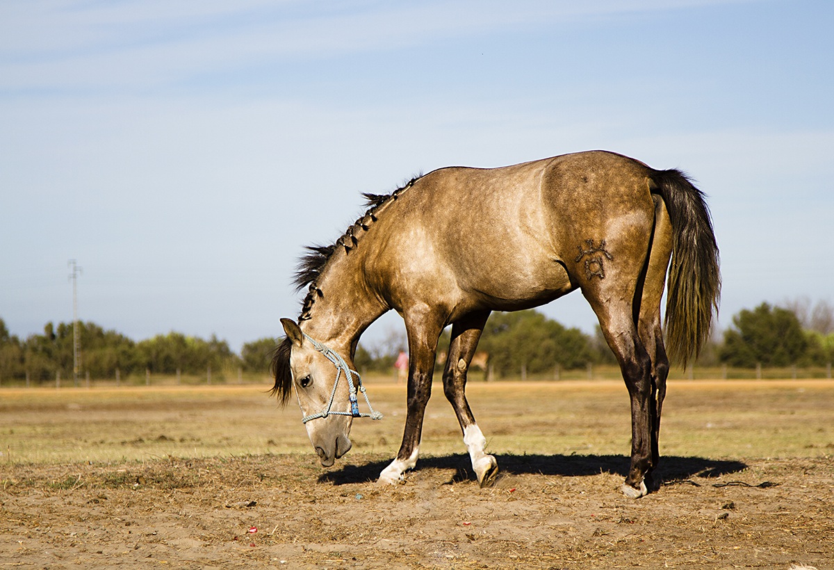 Cavallo Andalusiano...