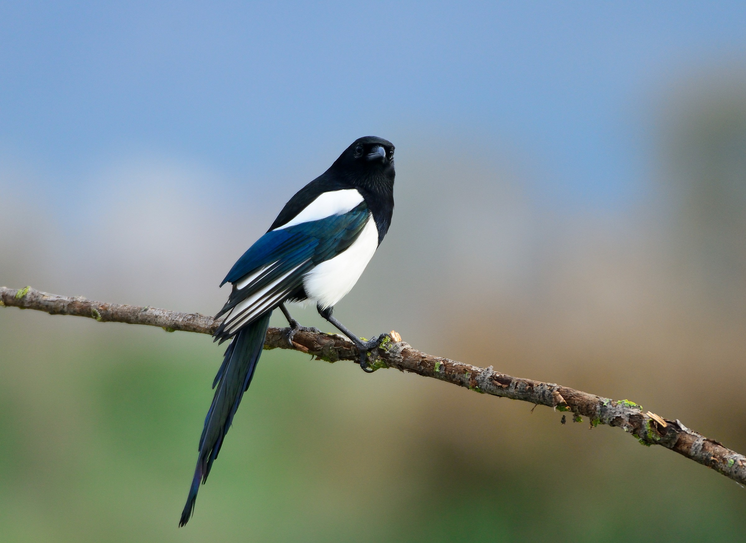 magpie...