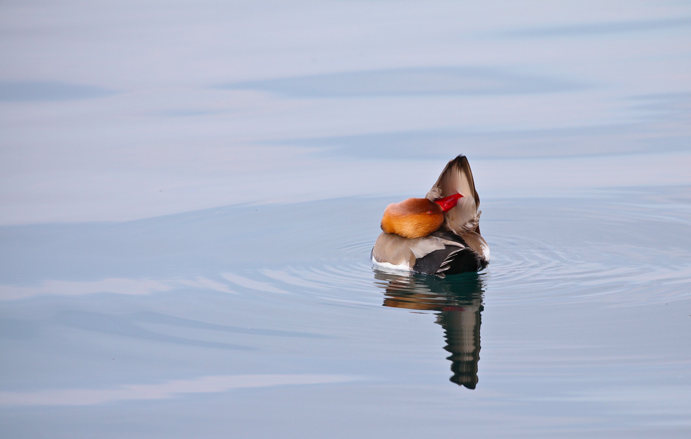 Red-crested turkish...
