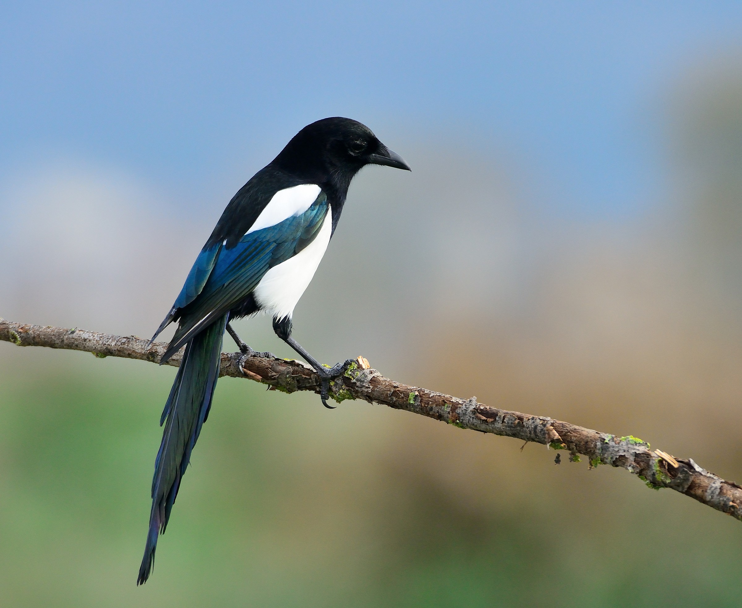 magpie...