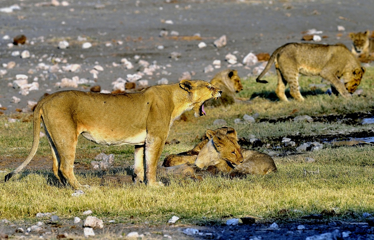 Etosha - Lioness and puppies...