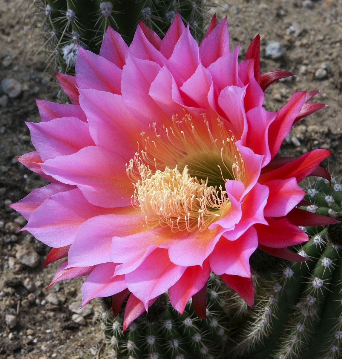 Cactus Flower...