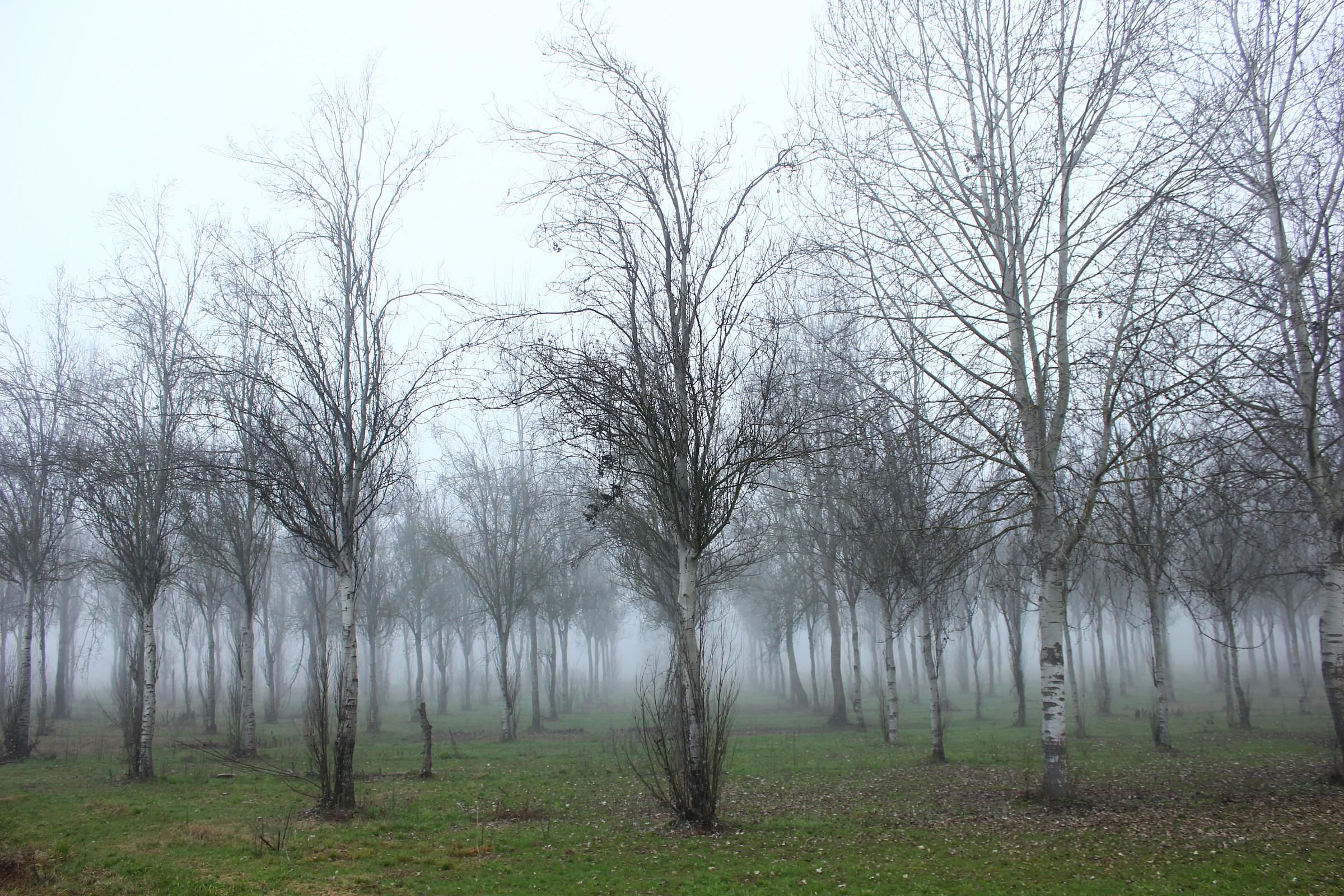 Trees in the fog 1...