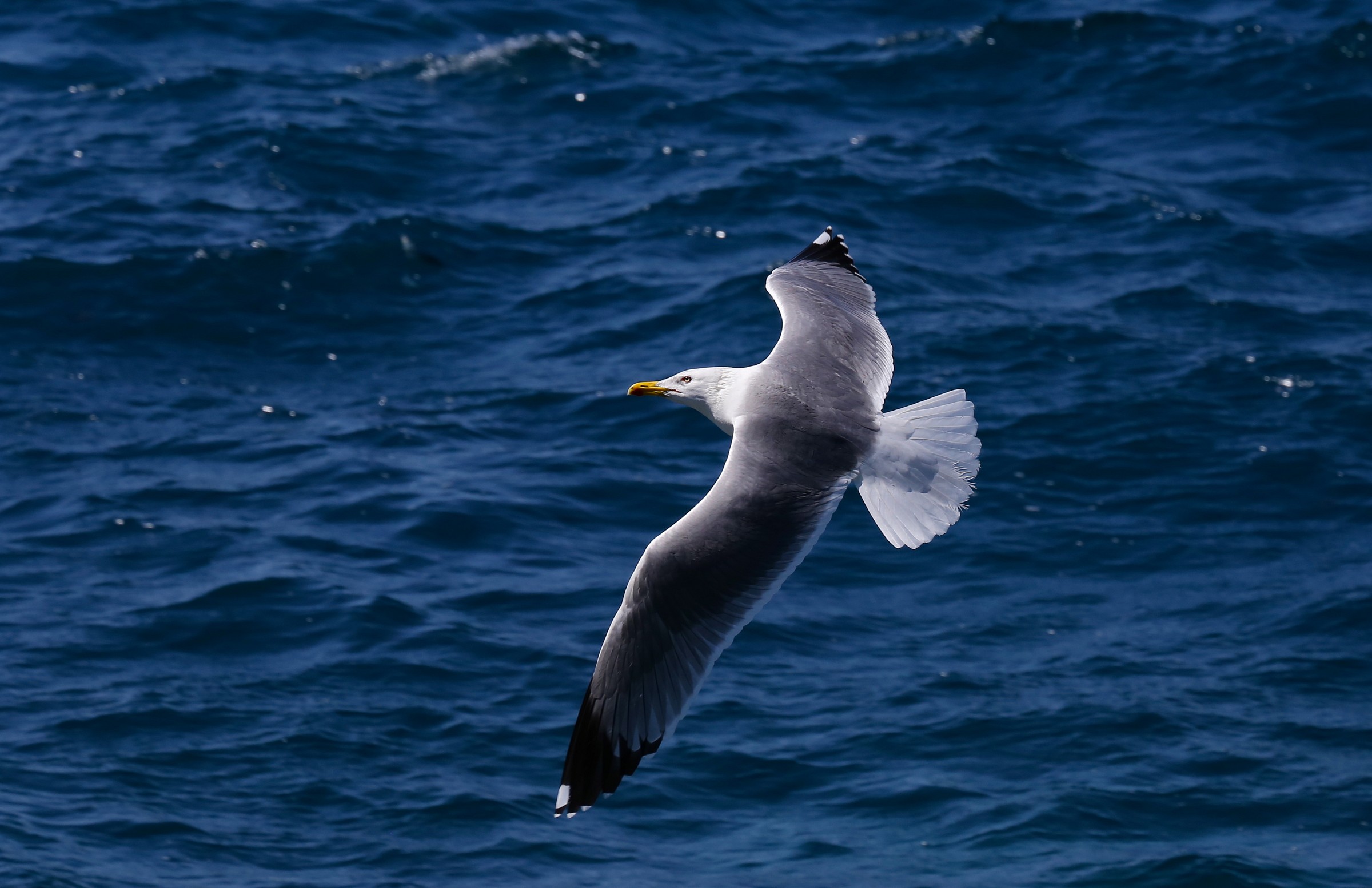 Gull...