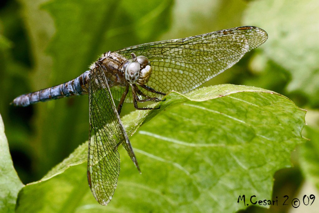 Dragon fly...