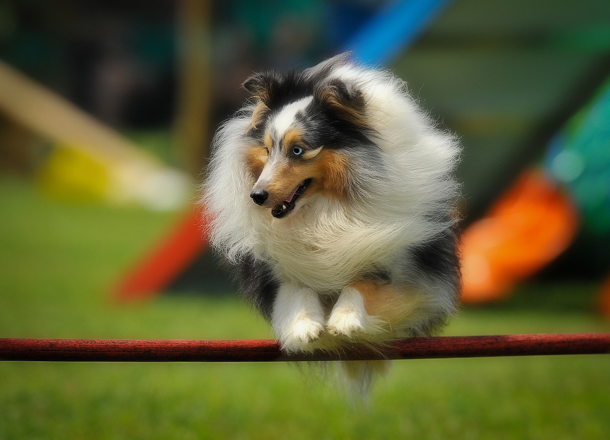 dog agility .........