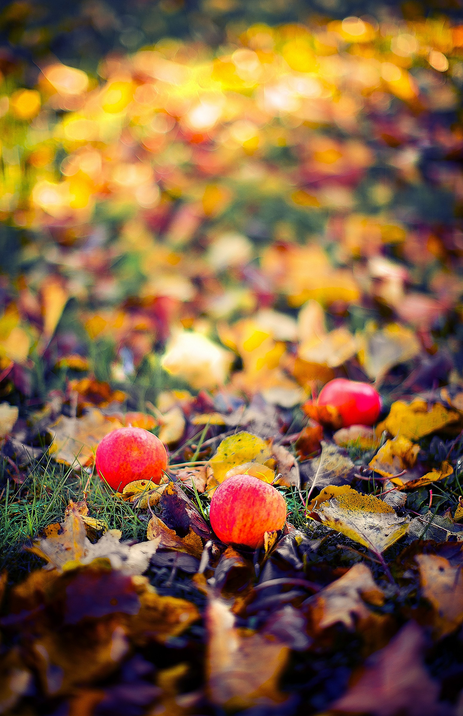 Picture of autumn...
