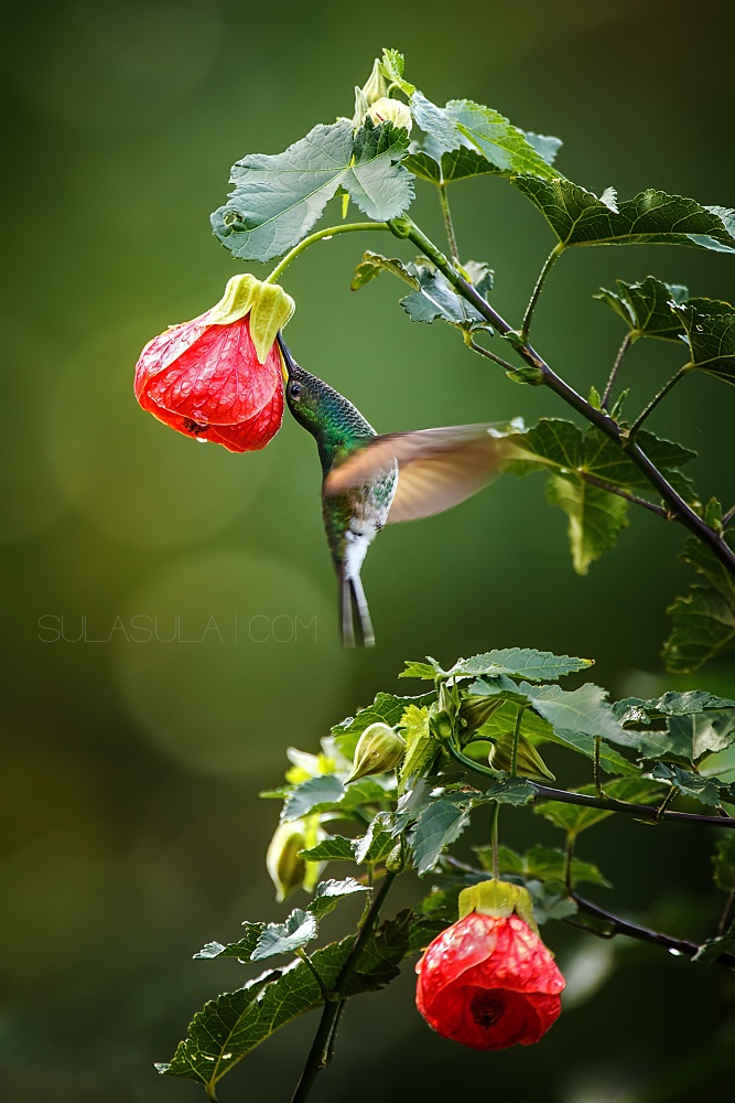 Stripe tailed Hummingbird | Panama...