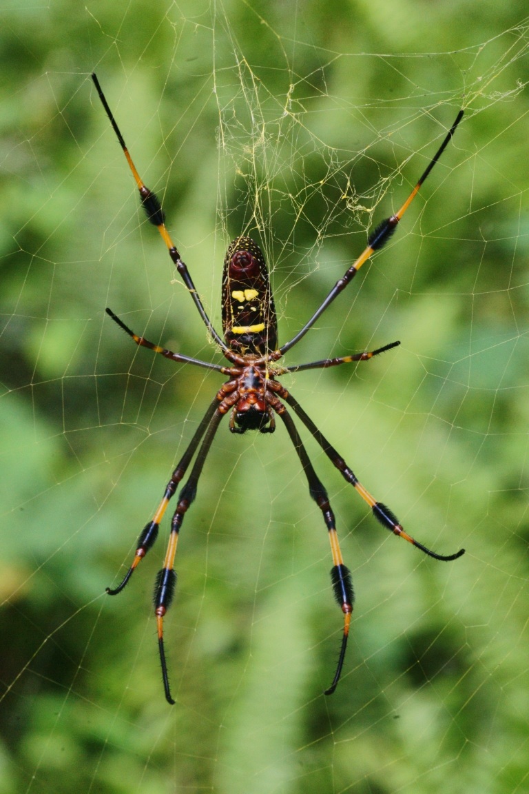 Spider Jamaican...