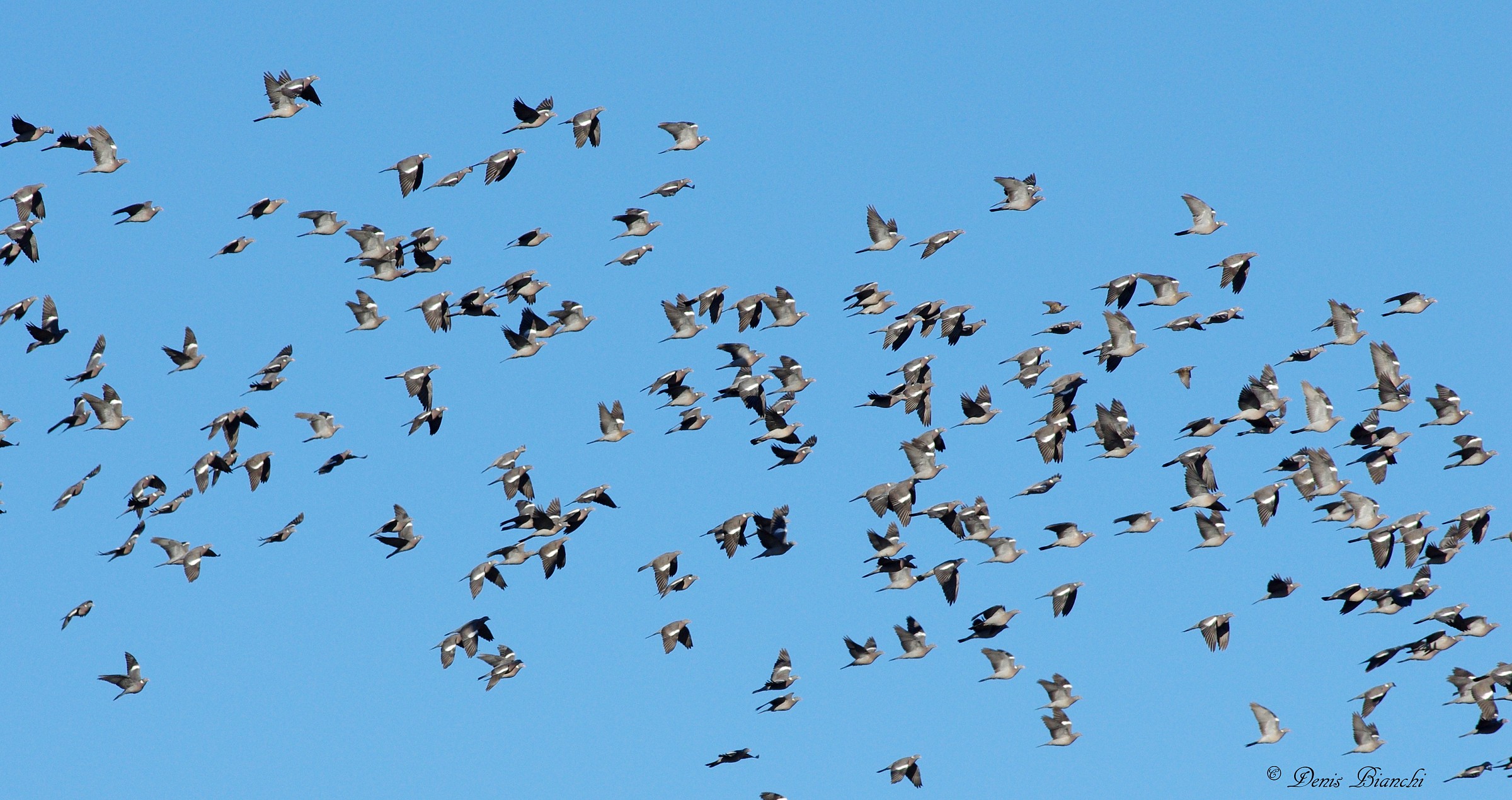 Pigeons migration in 2014...