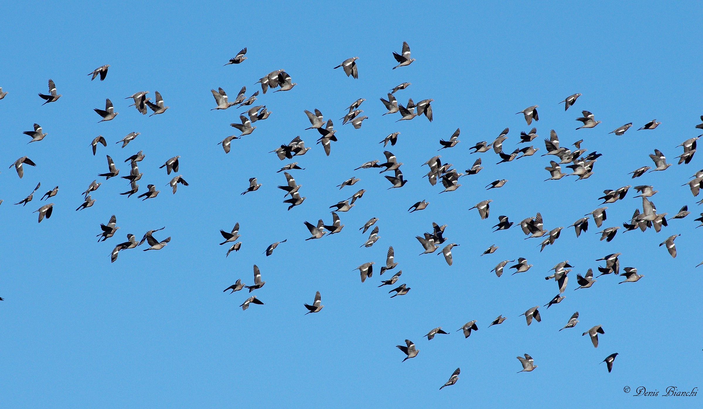 Branco pigeons in migration...