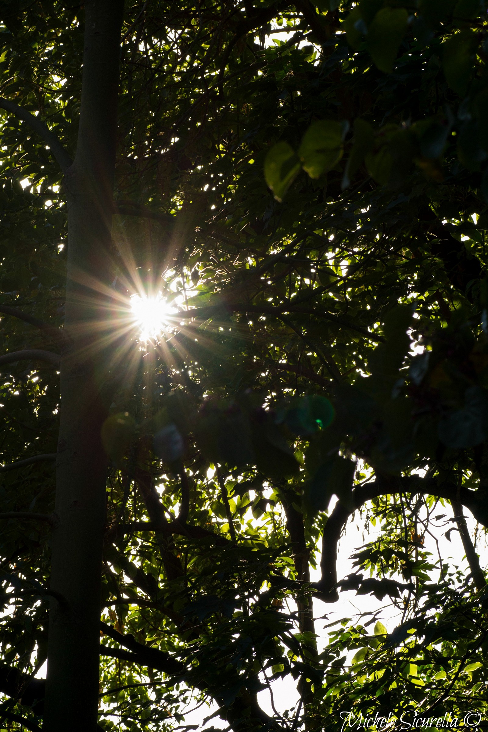 Luce tra gli alberi...