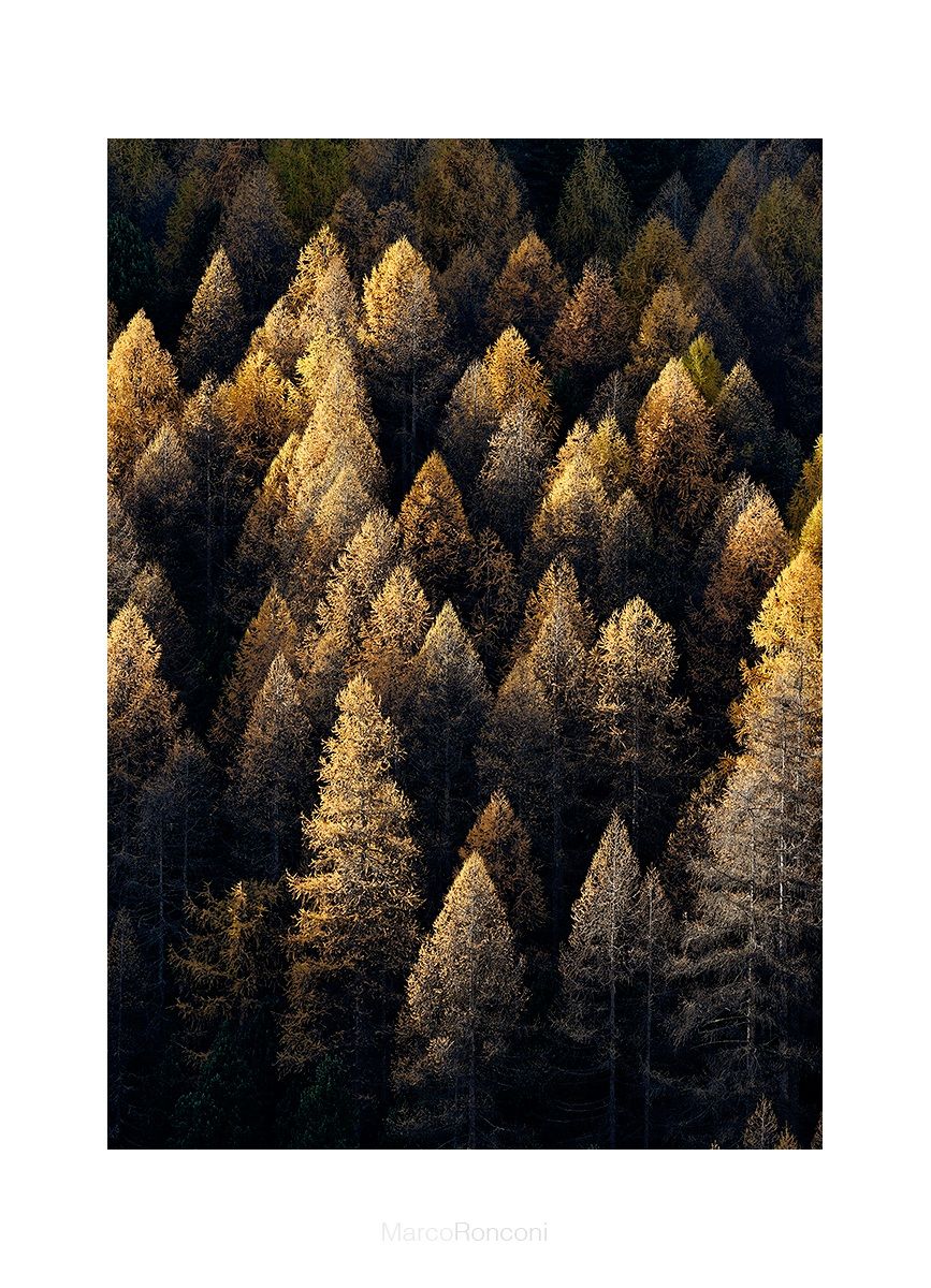 larches of Val roseg...