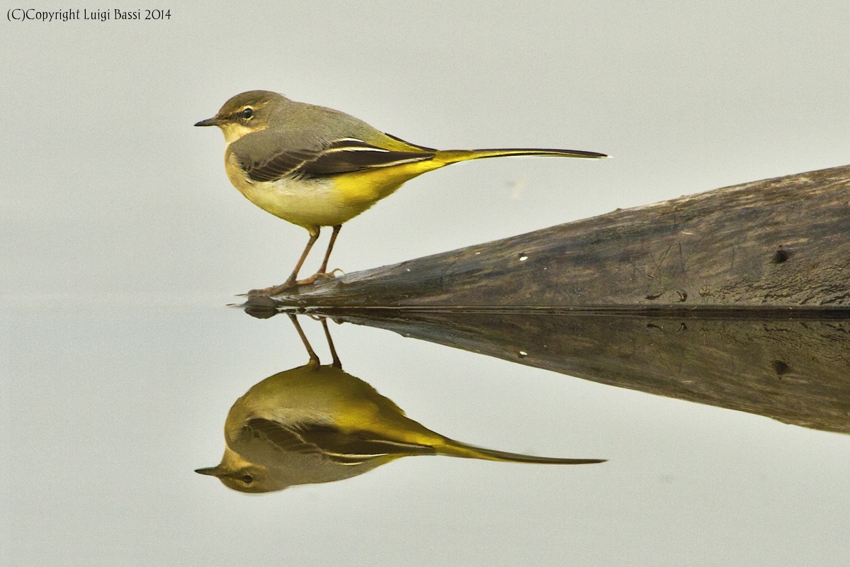 Yellow Wagtail in the mirror...