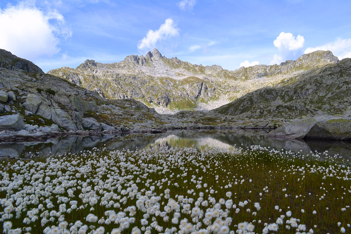 Lake with cotton grass...