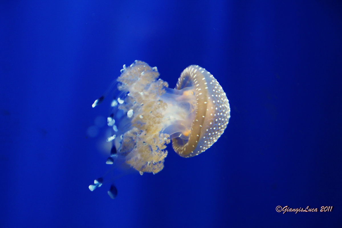 With 01 children to the aquarium...