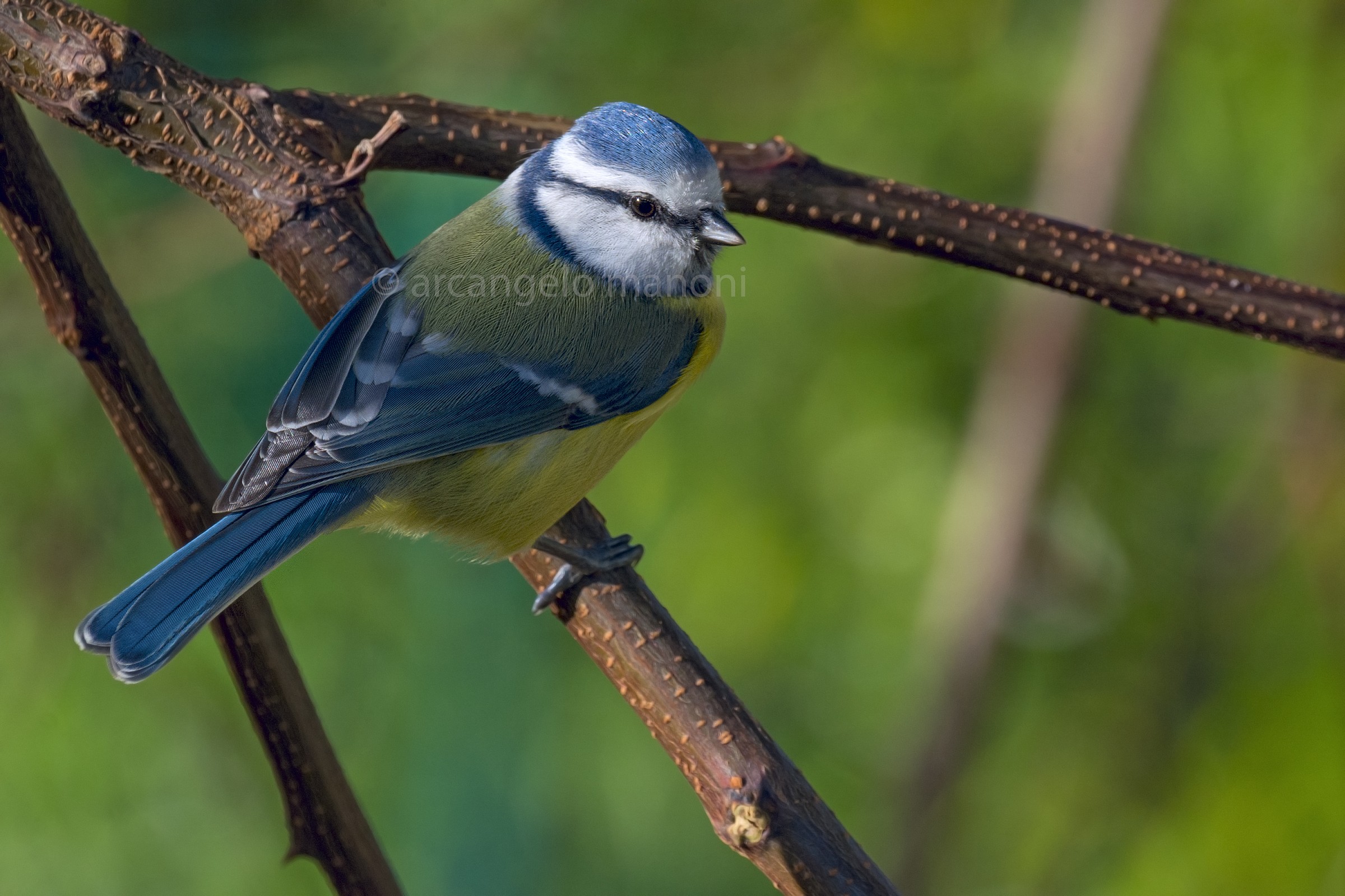 A blue tit with macro...