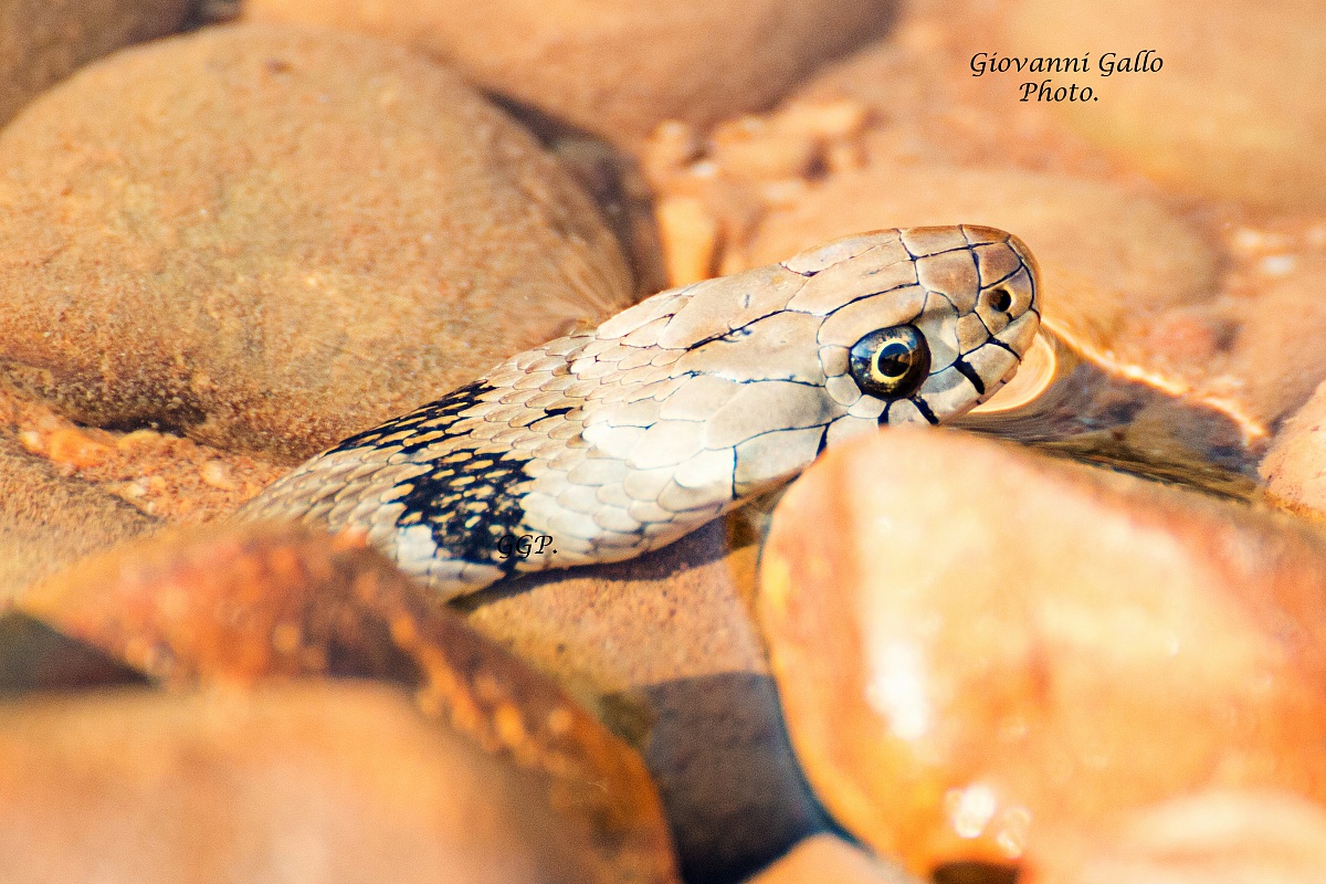 Biscia dal collare (Natrix natrix)....