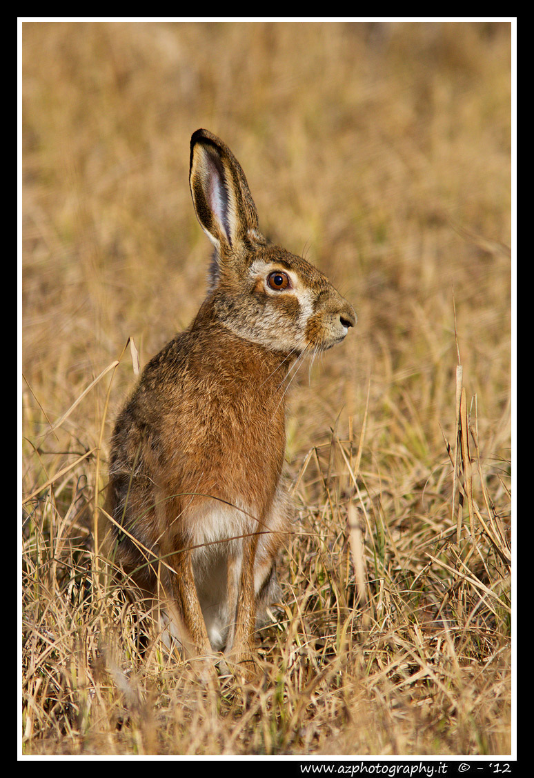 Wild hare...