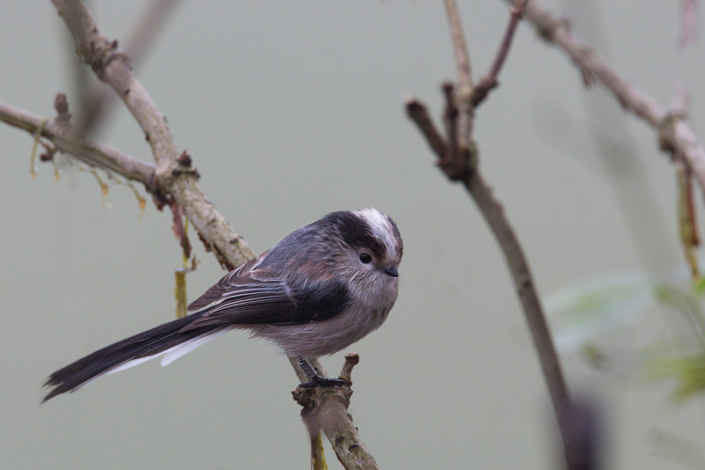 Tit ... ringed....