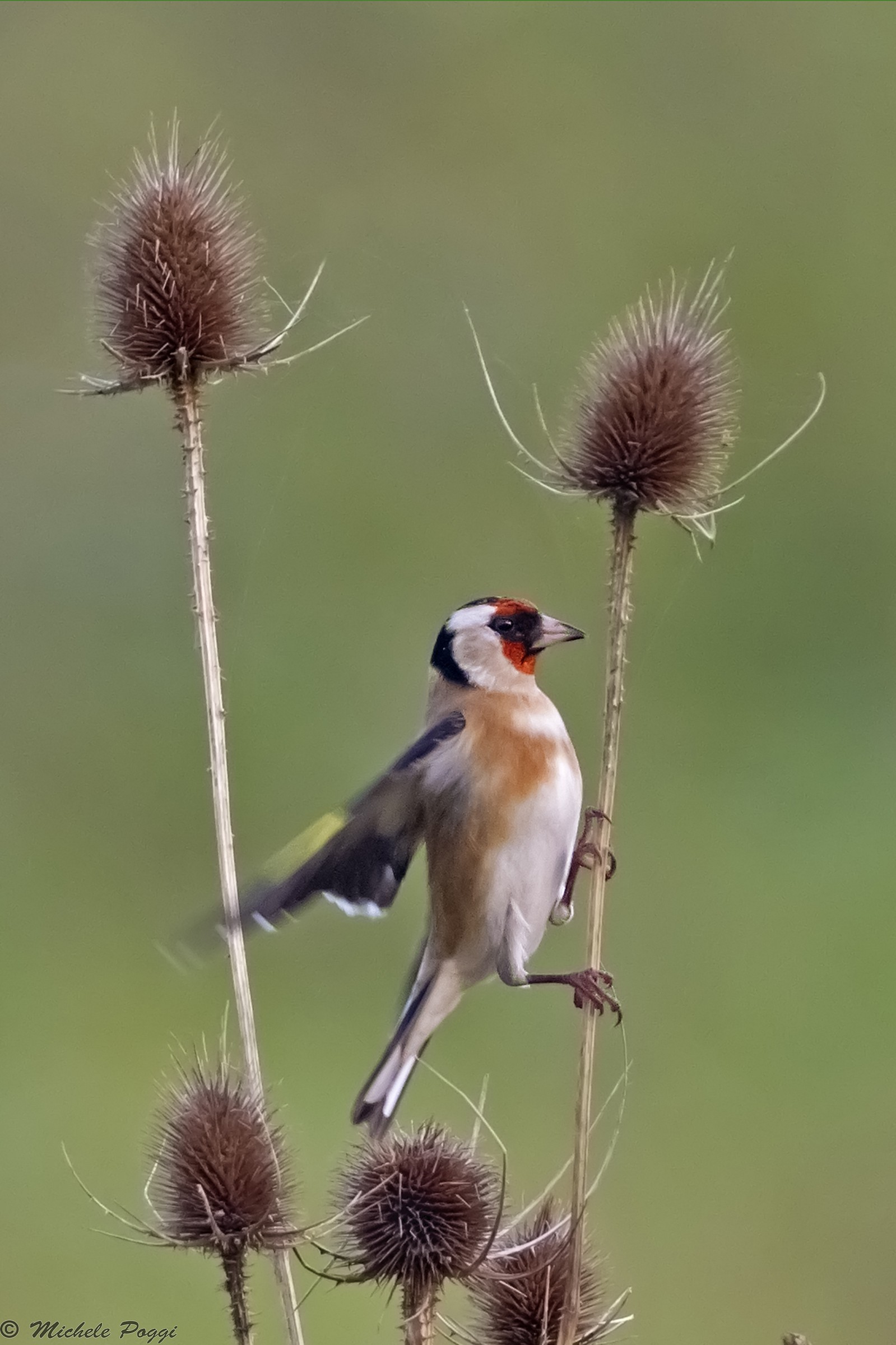 Goldfinch's stretching...