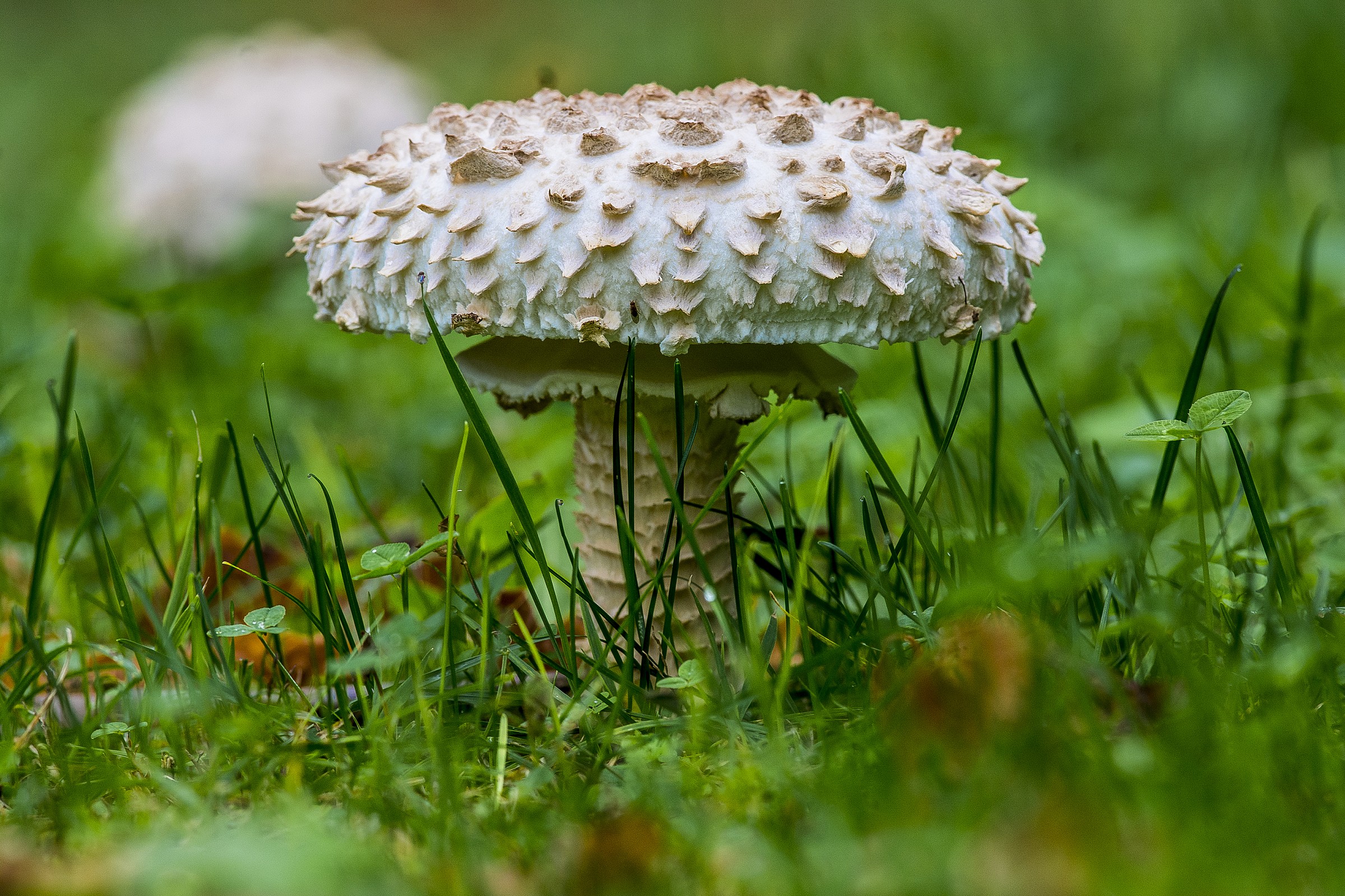 mushroom...